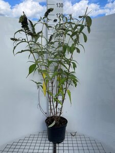Buddleja d. 'White Profusion' geen maat specificatie cont. 7,5L