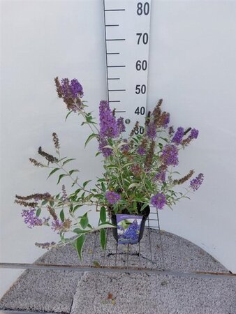 Buddleja 'Lochinch' 30-40 cm cont. 3,0L - afbeelding 2