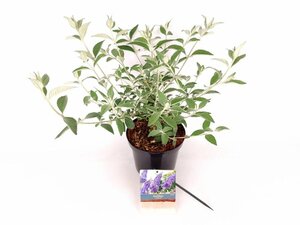 Buddleja 'Lochinch' 30-40 cm cont. 3,0L