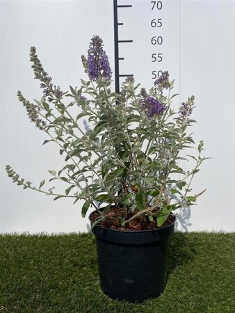 Buddleja 'Lochinch' 40-60 cm cont. 3,0L