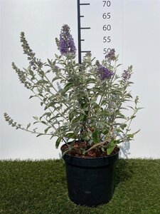 Buddleja 'Lochinch' 40-60 cm cont. 3,0L