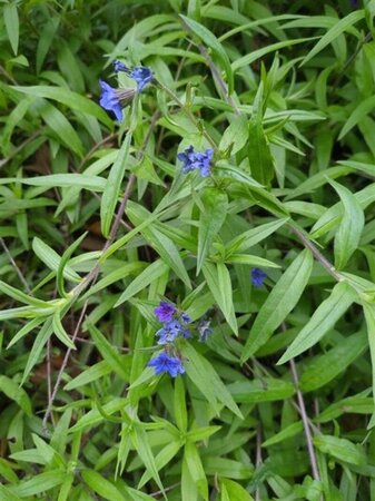 Buglossoides purpurocaerulea geen maat specificatie 0,55L/P9cm - afbeelding 3