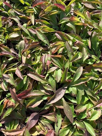 Buphthalmum salicifolium geen maat specificatie 0,55L/P9cm