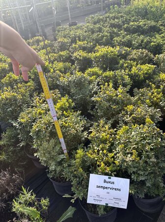 Buxus sempervirens 30-40 cm cont. 3,0L - afbeelding 1