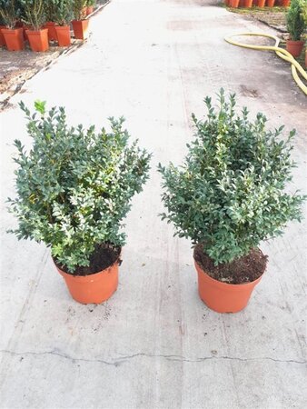 Buxus sempervirens 30-40 cm cont. 3,0L - afbeelding 3