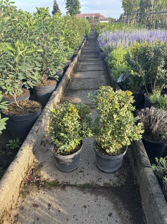 Buxus sempervirens 30-40 cm cont. 3,0L - afbeelding 2