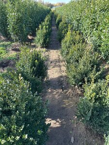 Buxus sempervirens 50-60 cm met kluit - afbeelding 8