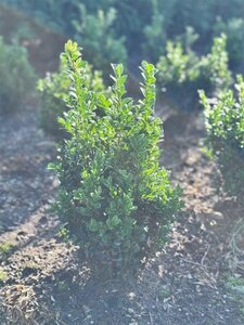 Buxus sempervirens 50-60 cm met kluit - afbeelding 3