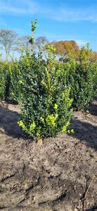 Buxus sempervirens 50-60 cm met kluit - afbeelding 5