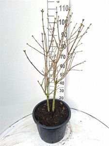 Buxus sempervirens 50-60 cm met kluit - afbeelding 2