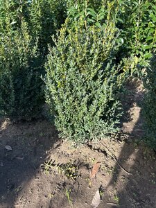 Buxus sempervirens 50-60 cm met kluit - afbeelding 9