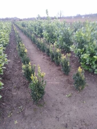 Buxus sempervirens 50-60 cm met kluit - afbeelding 7
