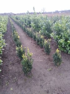 Buxus sempervirens 50-60 cm met kluit - afbeelding 7