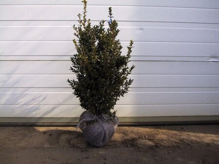 Buxus sempervirens 50-60 cm met kluit - afbeelding 2