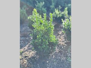 Buxus sempervirens 50-60 cm met kluit - afbeelding 8
