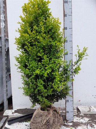 Buxus sempervirens 60-80 cm met kluit - afbeelding 2