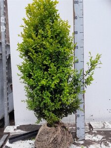 Buxus sempervirens 60-80 cm met kluit - afbeelding 2
