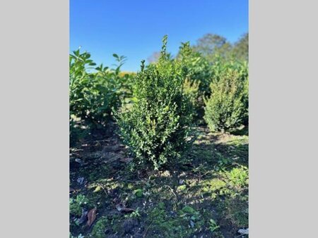 Buxus sempervirens 60-80 cm met kluit - afbeelding 3