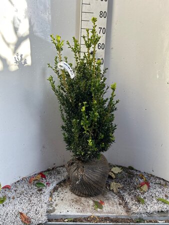 Buxus sempervirens 60-80 cm met kluit - afbeelding 4