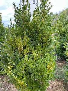 Buxus sempervirens 60-80 cm met kluit - afbeelding 5