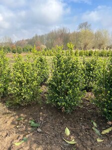 Buxus sempervirens 60-80 cm met kluit - afbeelding 6