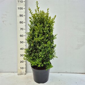 Buxus sempervirens 60-80 cm met kluit - afbeelding 3
