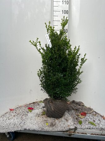 Buxus sempervirens 80-100 cm met kluit - afbeelding 3