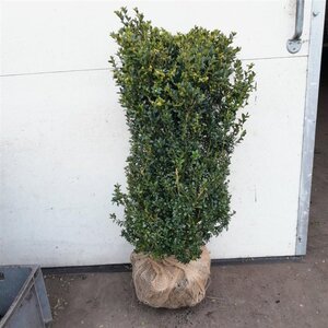 Buxus sempervirens 80-100 cm met kluit - afbeelding 2