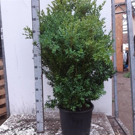 Buxus sempervirens 80-100 cm met kluit - afbeelding 5