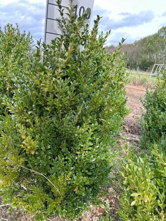 Buxus sempervirens 80-100 cm met kluit - afbeelding 5