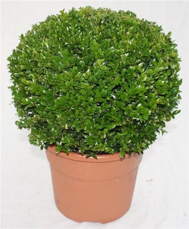 Buxus sempervirens geen maat specificatie 0,55L/P9cm