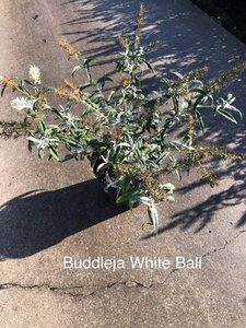 Buddleja 'White Ball' 30-40 cm cont. 3,0L