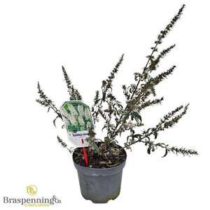 Buddleja 'White Ball' 30-40 cm cont. 3,0L - afbeelding 3