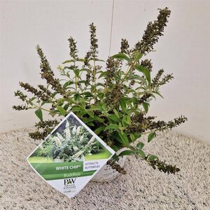 Buddleja White Chip 25-30 cm cont. 3,0L
