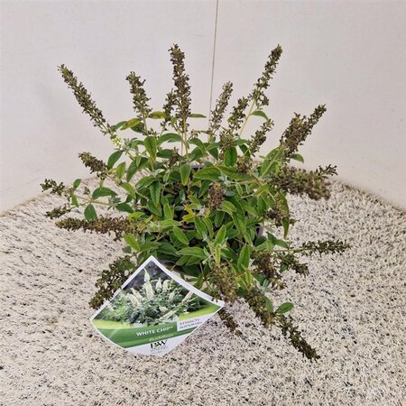 Buddleja White Chip 25-30 cm cont. 3,0L - afbeelding 2