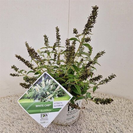 Buddleja White Chip 25-30 cm cont. 3,0L - afbeelding 3