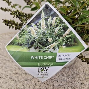 Buddleja White Chip 25-30 cm cont. 3,0L - afbeelding 4