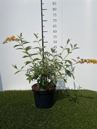 Buddleja weyer. 'Sungold' 40-60 cm cont. 3,0L