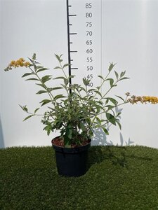 Buddleja weyer. 'Sungold' 40-60 cm cont. 3,0L