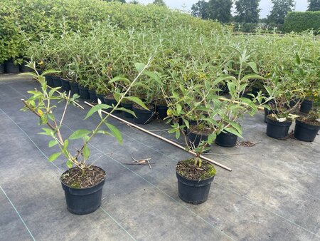 Buddleja weyer. 'Sungold' geen maat specificatie cont. 2,0L
