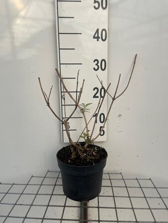 Buddleja weyer. 'Sungold' geen maat specificatie cont. 2,0L