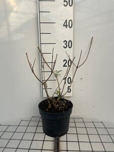 Buddleja weyer. 'Sungold' geen maat specificatie cont. 2,0L