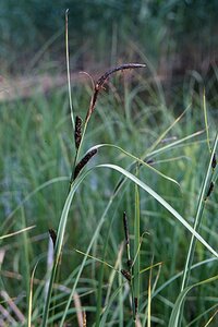 Carex acuta geen maat specificatie 0,55L/P9cm - afbeelding 3