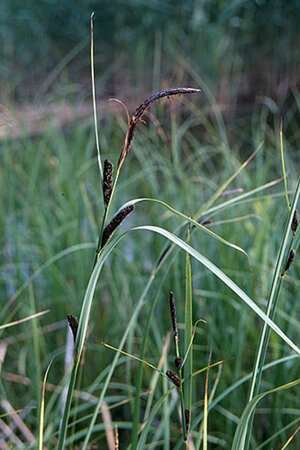 Carex acuta geen maat specificatie 0,55L/P9cm - image 3