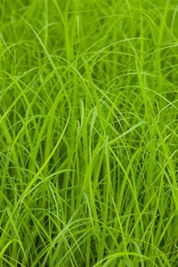 Carex acuta geen maat specificatie 0,55L/P9cm - image 2