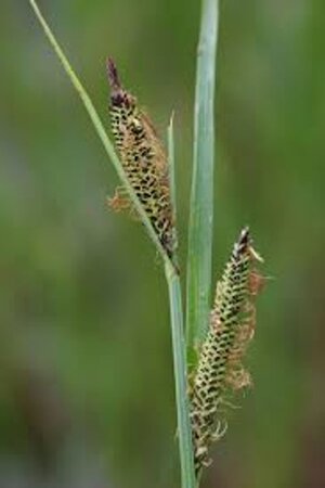 Carex acuta geen maat specificatie 0,55L/P9cm - image 6