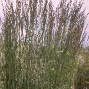 Calamagrostis acut. 'Karl Foerster' geen maat specificatie 0,55L/P9cm - afbeelding 6