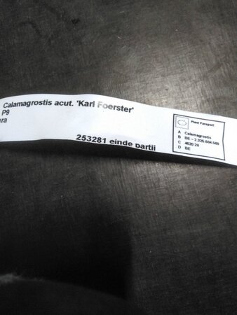 Calamagrostis acut. 'Karl Foerster' geen maat specificatie 0,55L/P9cm - afbeelding 5