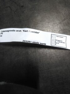 Calamagrostis acut. 'Karl Foerster' geen maat specificatie 0,55L/P9cm - afbeelding 5