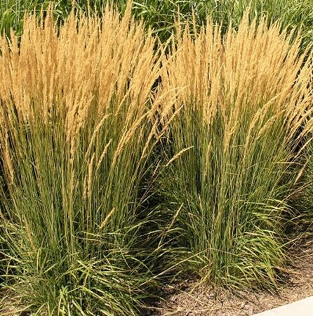 Calamagrostis acut. 'Karl Foerster' geen maat specificatie 0,55L/P9cm - afbeelding 7